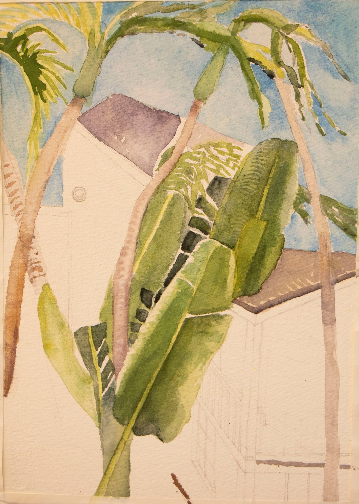 537.Banana Leaves
