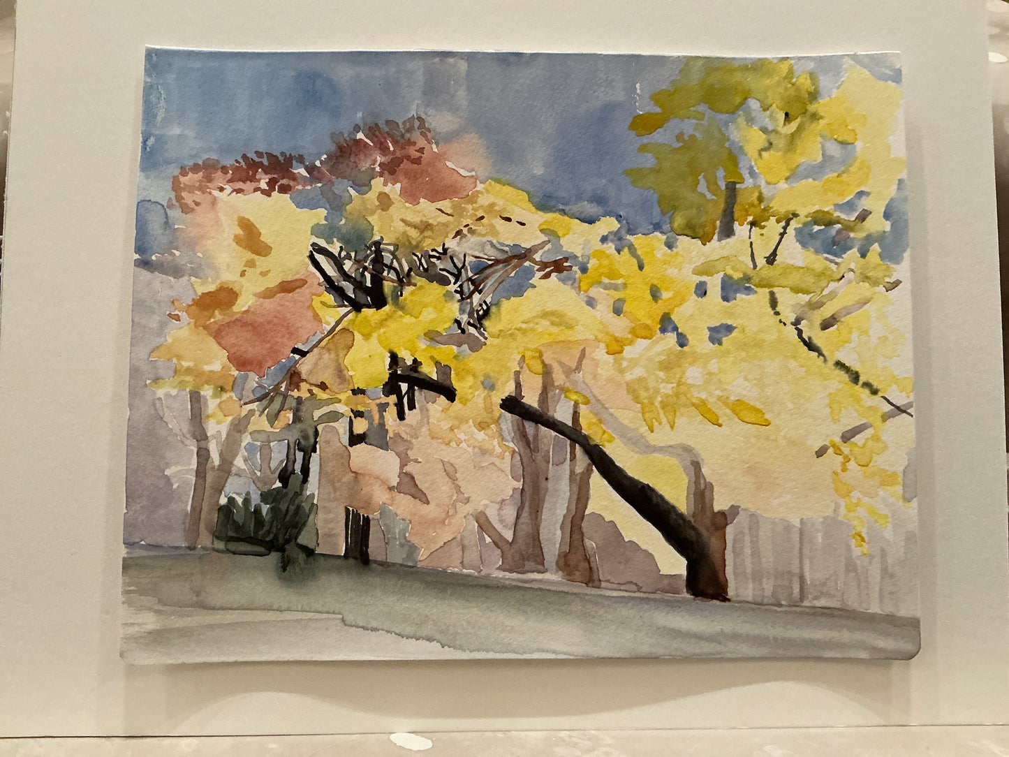 205.Ginkgo tree in late fall