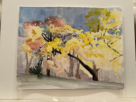 205.Ginkgo tree in late fall