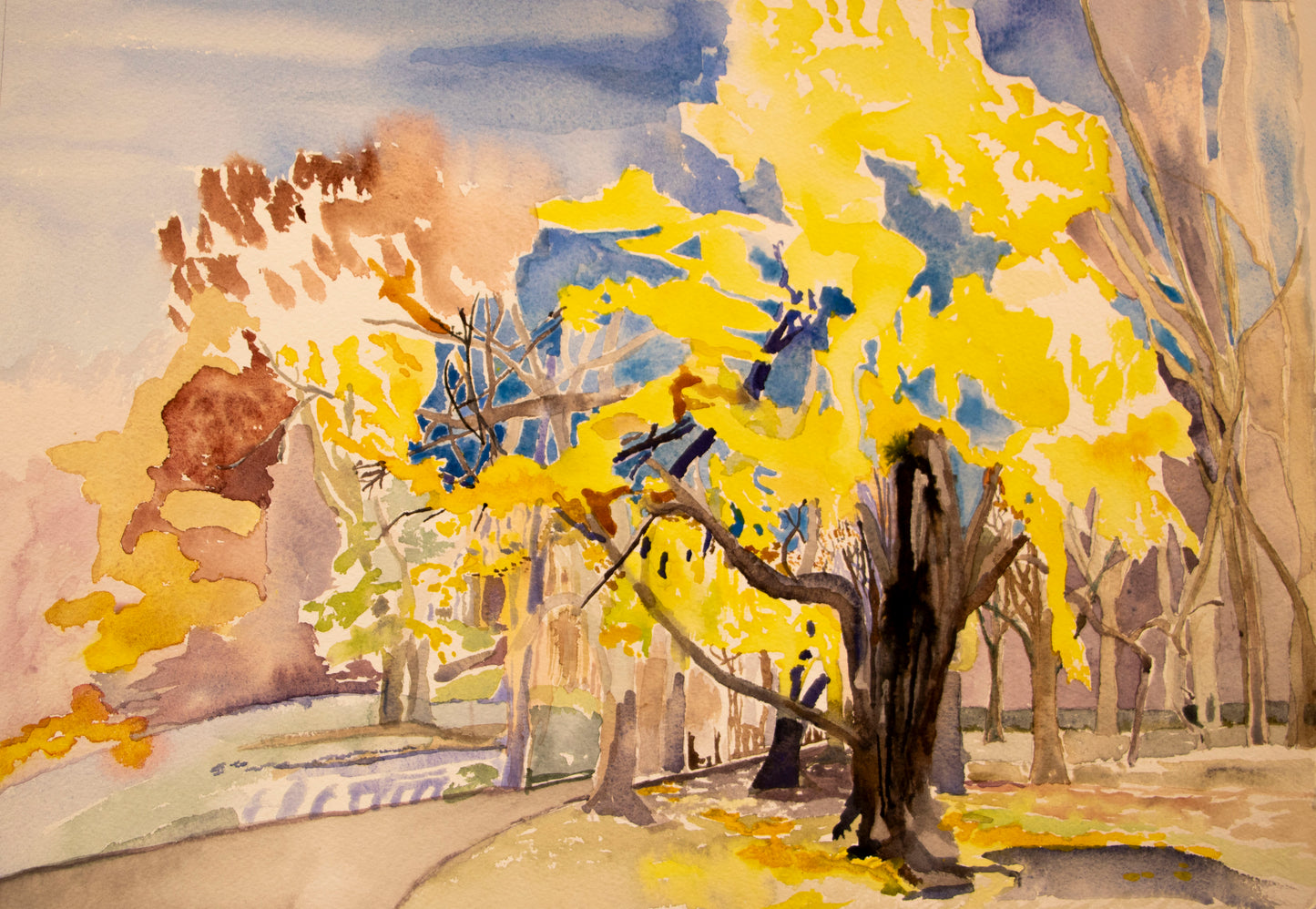 12. Ginkgo in Central Park Fall edition